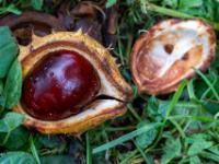 Rosskastanie mit Regentropfen in halb geöffneter Schale